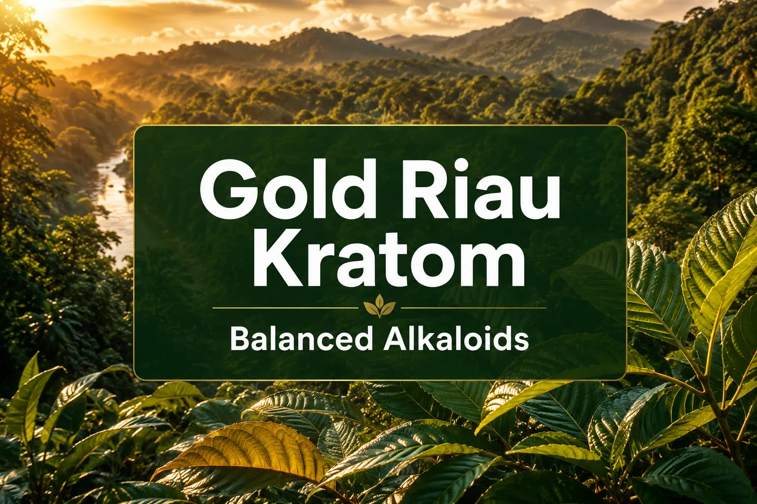 Gold Riau Kratom Balanced Alkaloids, Smooth Energy And Herbal Aroma