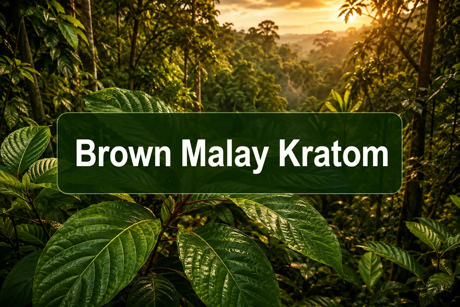 Brown Malay Kratom: Effects, Dosage, Lab Data and Alkaloid Profile Guide